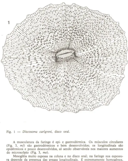 Fig.  1  - Discosoma  carlgreni,  disco  oral. 