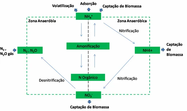 Figura  2.13  –  Transformação  de  formas  de  azoto  em  leitos  de  macrófitas  (adaptado  de  IWA (2000), Vymazal (2003), Paredes et al