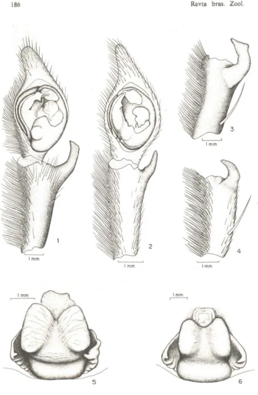 Fig.  3:  apófise  tibial  do  palpo  do  macho,  perfil.  Fig.  5:  epígino,  vista  ventral  (IB-LAB  2984)
