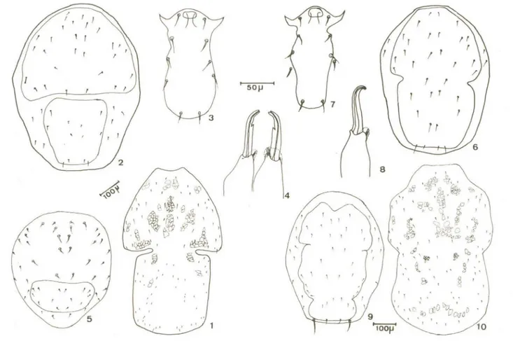 fig .  8:  porta-espermatóforo;  fig.  9:  ninfa:  face  dorsal;  fig.  10:  fêmea,  escudo  dorsal