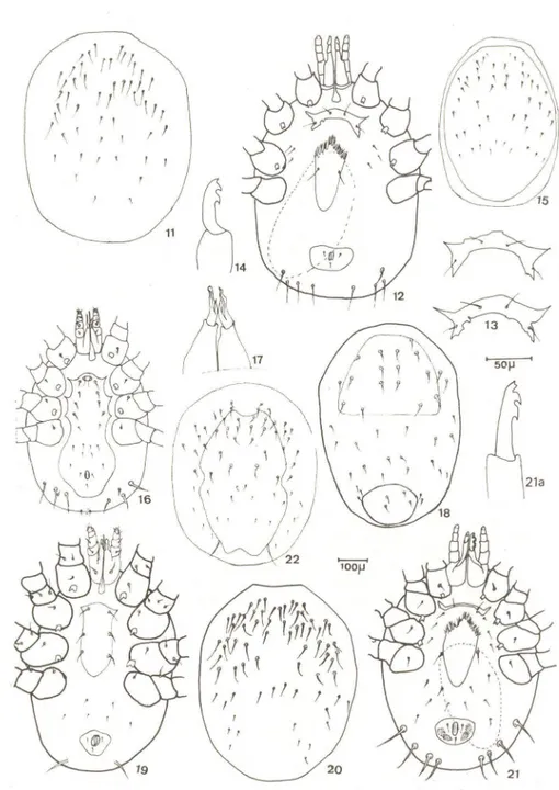 Fig.  15:  macho, escudo  dorsal;  Fig.  16:  macho,  face  ventral;  Fig.  17:  porta-esper- porta-esper-matóforo;  Fig