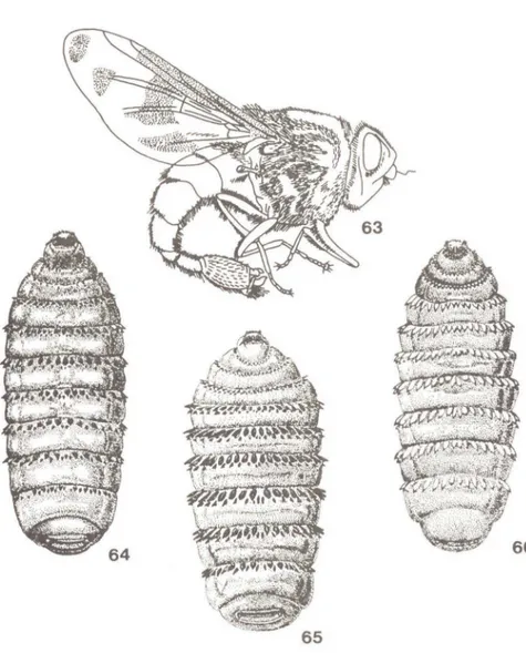 Fig.  63:  Casterophilus  intestina/is  (De  Geer),  fêmea  (apud  Séguy.  1928).  Figs