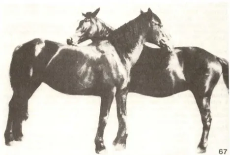 Fig.  67:  Cavalos  protegendo  suas  ganachas  contra  ataque  de  GasterophII  US 