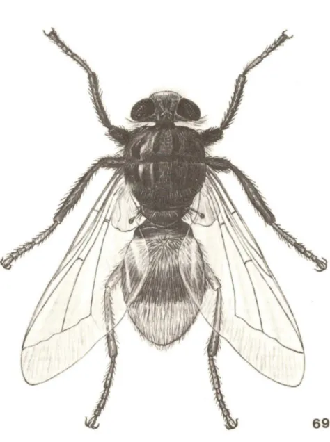 Fig.  69 :  Hypoderma  bovis  (Linnaeus). 