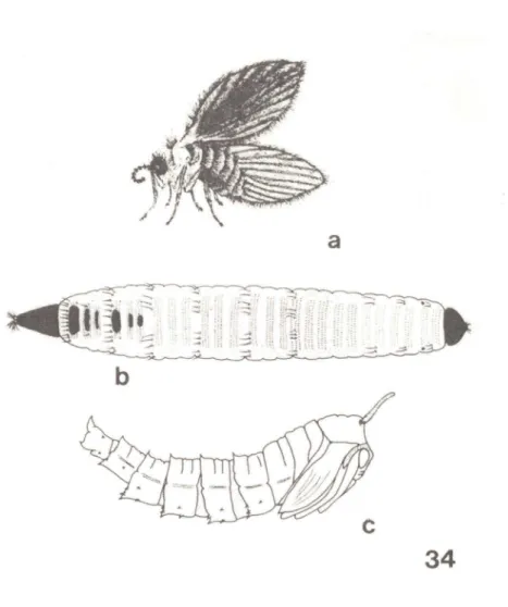 Fig.  34:  Psychoda  sp.  - a,  adulto;  b,  larva;  c,  pupa  (apud  Quate,  1960,  Guide  to  the  insects  of  Connecticut  6(7))