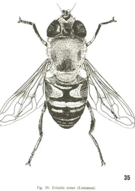 Fig.  35:  Eristalis  tenax  (Linnaeus) . 