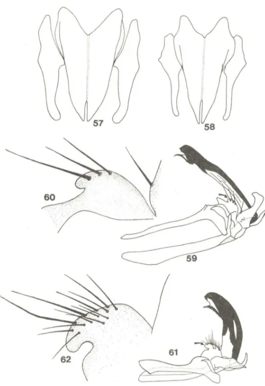 Fig.  57 :  Cercos  e  surstilos  de  C.  hominivorax  (Coquerel);  58,  idem,  C.  ma- ma-cel/aria  (Fabricius)