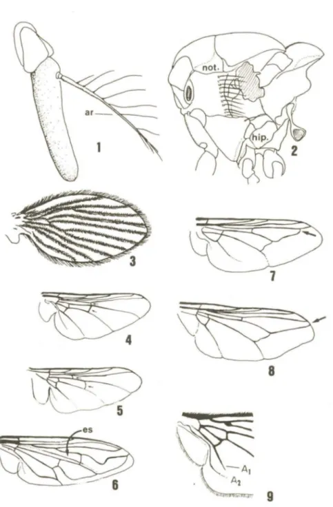 Fig.  1:  Antena  de  Dermatobia  hominis  (Linnaeus  Jr.);  ar  - arista.  Fig.  2: 