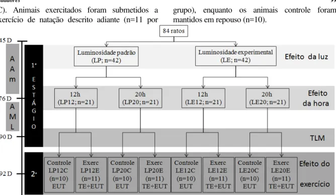 Figura 1 - Desenho experimental do estudo. AAm: adaptação ao ambiente; AML: adaptação ao meio  liquido  e  ao  exercício  de  natação;  LP:  luminosidade  padrão;  LE:  luminosidade  experimental;  12: 