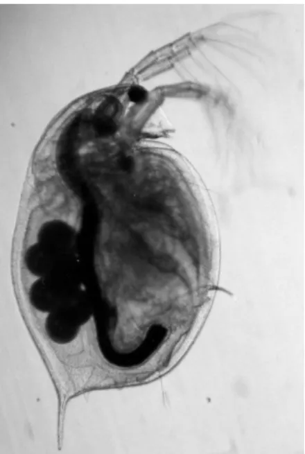 Figura 2.4 – Fotografia de uma fêmea adulta de Daphnia magna com uma ninhada de ovos visível na  câmara de incubação (adaptado de Ebert (2005))