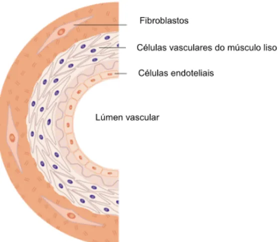 Figura 1.1 – Localização das células endoteliais nos vasos sanguíneos (adaptado de  http://www.invitrogen.com/site/us/en/home/Products-and-Services/Applications/CellCulture/ primary_cell_ 