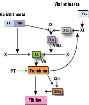 Figura 1.4 - A cascata de coagulação. O FT ao entrar em contacto com o factor VII promove a sua  activação formando- se o complexo FT:FVIIa