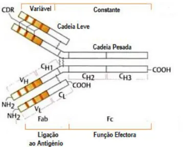 Figura 1.1 - Esquema da Estrutura de uma Imunoglobulina (Adaptada de Burmester e Pezzutto, 2003 (3)) 