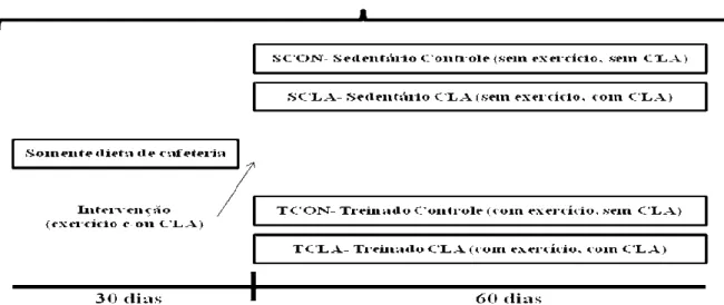 Figura 1 - Protocolo experimental. Organização dos grupos ao longo do experimento.  