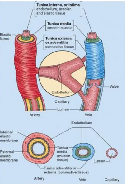 Figura 1: Estrutura geral das artérias, veias e capilares. (Blesi, 2012) 