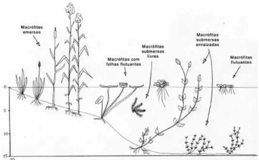 Figura 2. 8– Representação esquemática de plantas macrófitas (adaptada de Santos, 2011) 