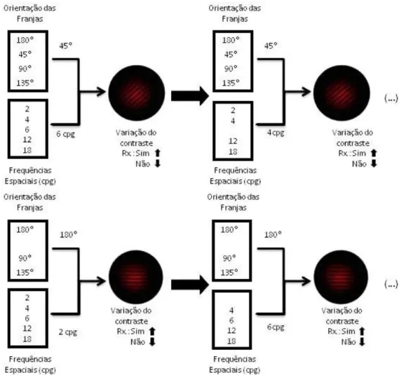 Figura 10 - Esquema do protocolo utilizado para determinar as curvas de FSC-Neuronal. 