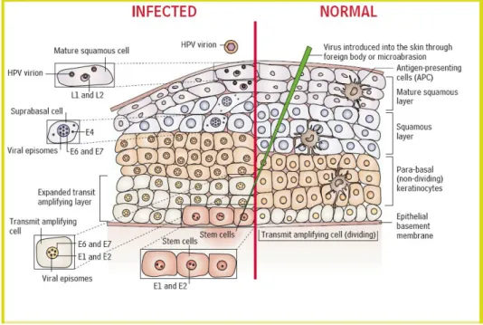 Figura  2.  Localização dos principais estadios do ciclo de vida do papilomavirus  no epitélio pavimentoso
