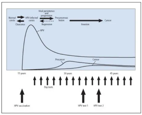 Figura 4. Representação esquemática da história natural da infecção por VPH e cancro cervical