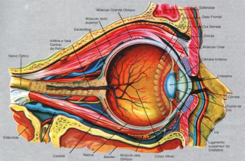 Figura 2: Anatomia do olho humano (Cruz, 1982). 