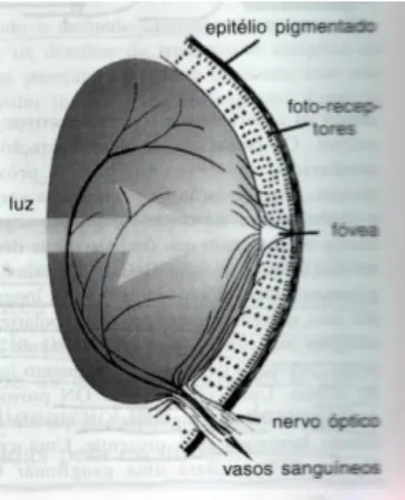 Figura 3: Incidência de um feixe luminoso, na área central da retina (Cruz, 1982). 
