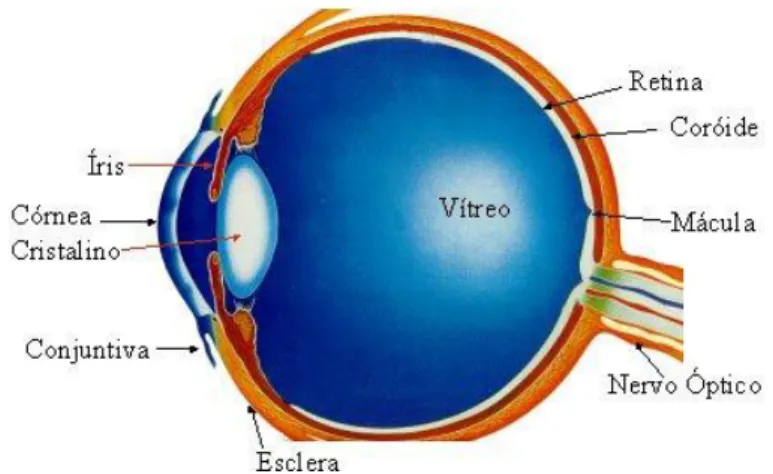 Figura 6: Disposição estrutural do olho (Newell, 1999). 