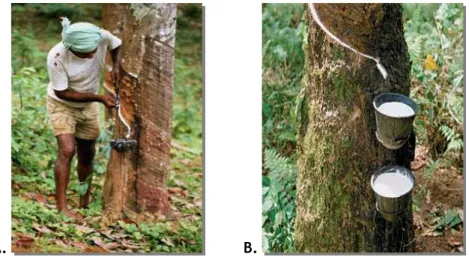 Figura  1.1  -  A.  Processo  de  incisão  da  casca  da  Hevea  brasiliensis  (http://www.medicalexam  glove.com/latex-gloves/mp_tapping_rubber_tree.html);  B
