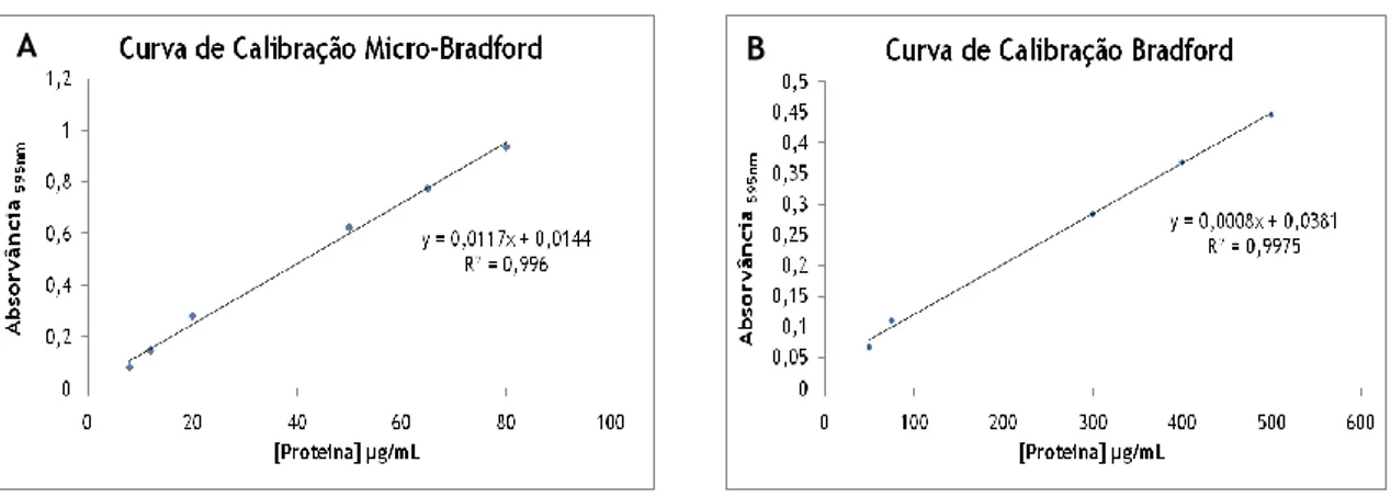 Figura  3.1  -  Curvas  de  calibração  obtidas  por  aplicação  do  método  de  Bradford,  numa  gama  de  concentrações  A-  de  8  a  80  µg  de  proteína/mL  de  solução  (Micro-Bradford);  e  B-  de  50  a  500  µg  de  proteína/mL de solução