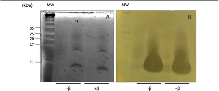 Fig. 3  Direct detection of antimicrobial activity of Lactobacillus acidophilus KS400 bacteriocin (A) Tricine‑SDS‑PAGE gel was observed in ChemiDoc ™ MP System (Biorad) using the stain free function for protein gels: (MW) molecular mass protein standards (