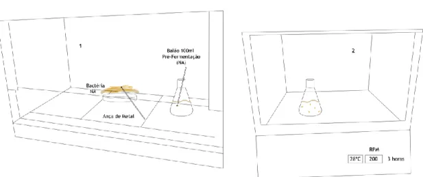 Figura 28 - Explicação da primeira fase em meio líquido: Pré fermentação (1. Inoculação da bactéria no  balão de 100ml; 2