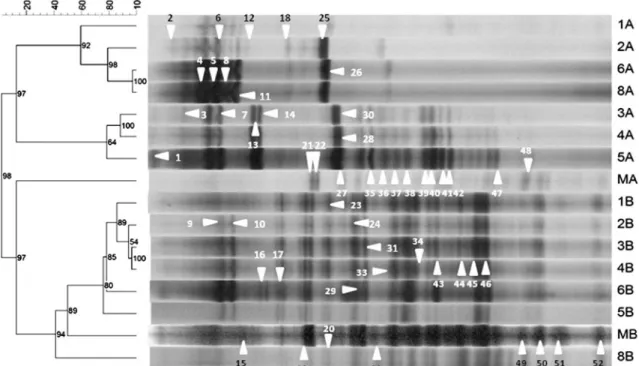 Fig. 5 Dice coefficient-based analysis of band patterns generated from all samples analyzed with a presence/absence matrix
