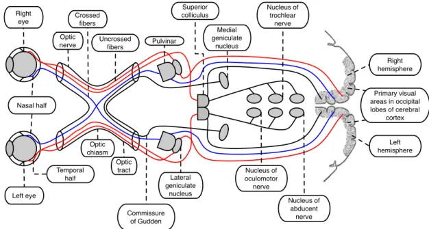 Figure 2.1: The optic nervous system. The visual system includes the eyes, the connecting pathways through to the visual cortex and other parts of the brain in the mammalian system (figure adapted from [142]).