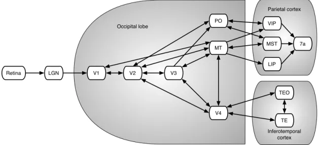 Figure 2.3: Block diagram of the connections between the visual reception and the visual specialized brain lobes of the HVS