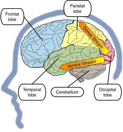Figure 2.4: Specialized brain lobes (left hemisphere) and the ventral and dorsal streams (figure adapted from [142]).