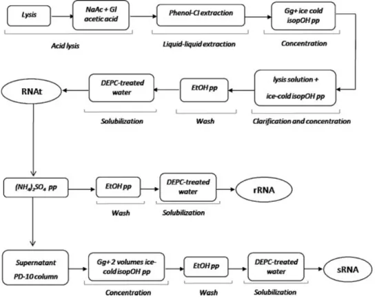 Figure 1 shows the global extraction procedure used in our experiments to obtain sRNA molecules while Figure 2 highlights the differences between the described multi-step method (Stellrecht and Gandhi, 2002) and the optimized protocol that we have develope