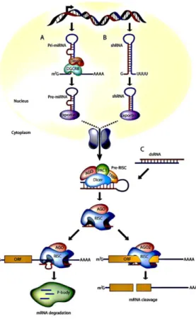 Figure 5 – miRNAs, shRNAs, and siRNAs pathways for RNAi in mammalian cells. (A) miRNA genes are  transcribed by RNA polymerase II to generate the primary transcripts (pri-miRNAs)  and processed  into  stem-loop precursor miRNAs of 70 nucleotides by the Dro