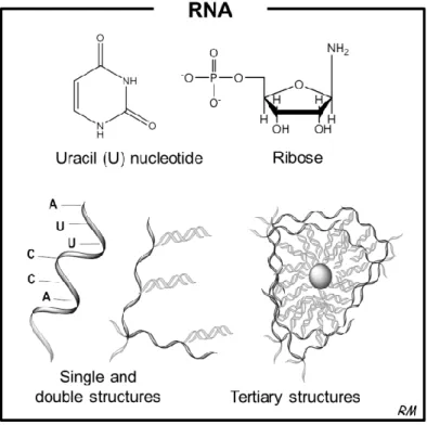 Figure 1- Structural characteristic of RNA.  RNA differs from DNA in the nucleotide uracil, as a thymine exists  in  DNA,  as  well  as  the  constituent  sugar  molecule  that  is  a  ribose  in  RNA  and  a  desoxyribose  in  DNA