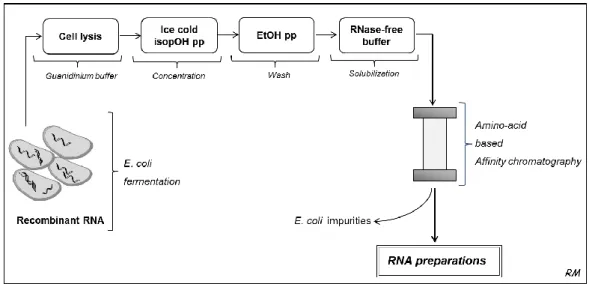 Figure  2  -  Projected  biotechnological  process  for  RNA  preparation  in  large  scale