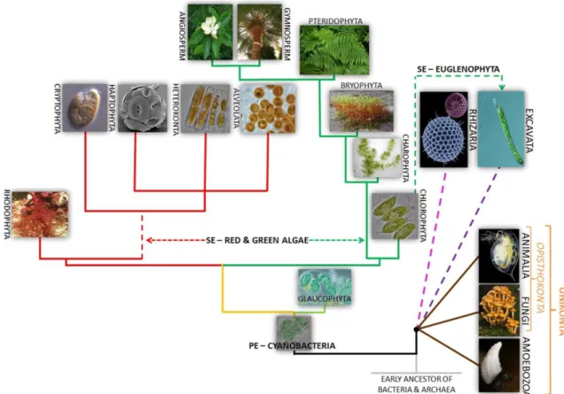 Fig.  2.4  –  Diagram  with  the  current  evolutionary  tree  of  algae,  adapted  from  Ramadan  at  al  (2016)
