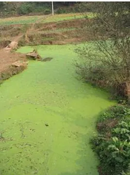 Fig. 2.5 – Example of a Harmful Algae Bloom (HAB) in Sichuan, China, adapted from Felix Andrews  the  populations  of  the  surrounding  marine  or  freshwater  habitat  thus  causing  widespread   mortality of animal and plant life and interdiction of con