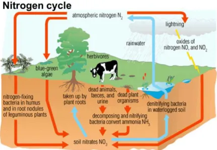 Fig. 2.6 – Scheme of a typical Nitrogen Cycle  