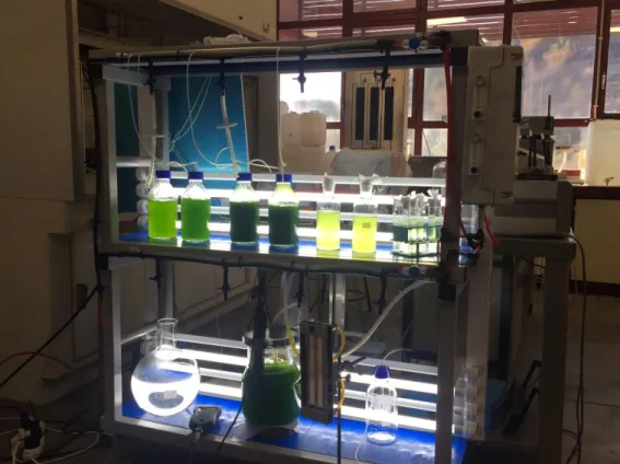 Fig. 3.1 – The installation used for the culture and growth of microalgae for all our essays  