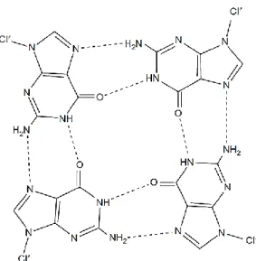Figure 3 - The structure of the G-quartet, showing the hydrogen bonding arrangement between the four  coplanar guanine bases