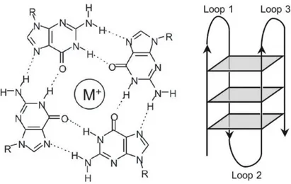 Figure 4 – Schematic representation of the G-quartet and the G-quadruplex structure. Left: hydrogen bond  pattern in a G-quartet