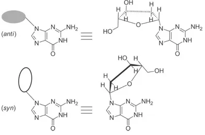Figure 6 - Guanines in anti and syn glycosidic conformations. Taken from [26]. 