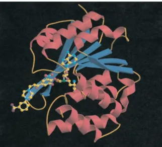 Figure 1 – Three-dimensional structure of catechol-O-methyltransferase complexed with the cofactor  SAM and the Mg 2+  ion