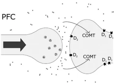 Figure 2 - Dopaminergic transmission in prefrontal cortex. Lack of the dopamine transporter in the  synapse means that COMT plays a more prominent role in inactivating dopamine (adapted from [12])