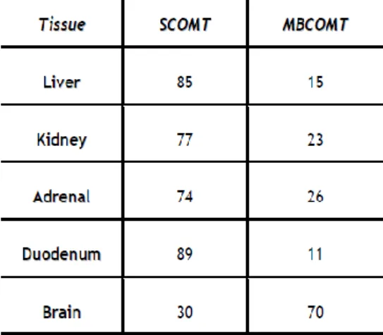 Table 1 - Quantification of S-COMT and MB-COMT proteins in human tissues and cells expressed as % of  total COMT in immunoblot assays [14]