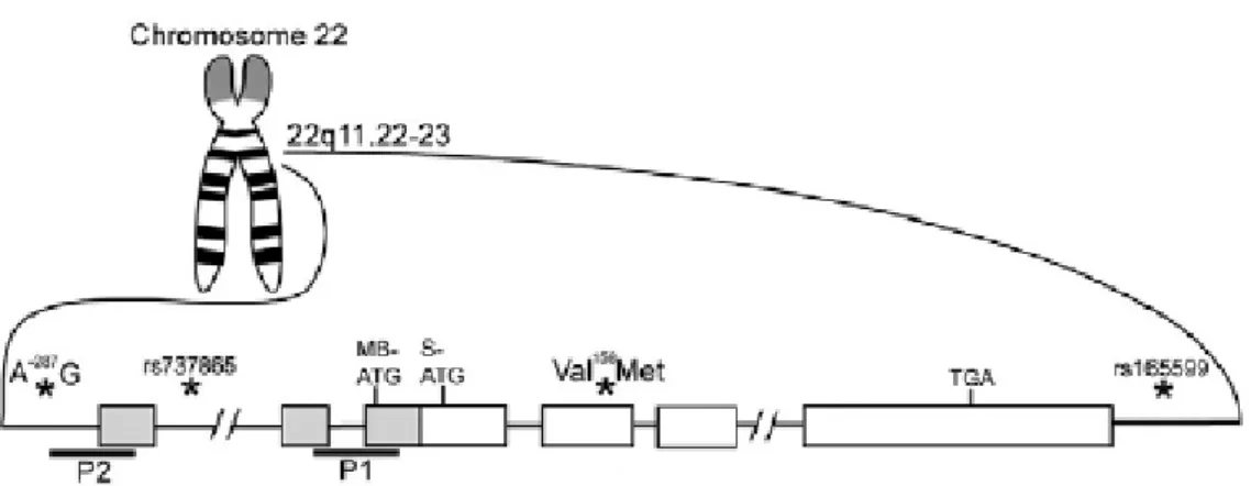 Figure 4 – COMT gene polymorphisms (adapted from [12]). 