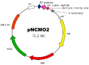 Figure 5 - pNCMO2 DNA vector map [21]. 